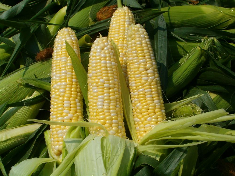 Escalating Mealie Meal Prices To Be Addressed Within 3 Weeks Zambian Escalating Mealie Meal Prices To Be Addressed Within 3 Weeks Zambian