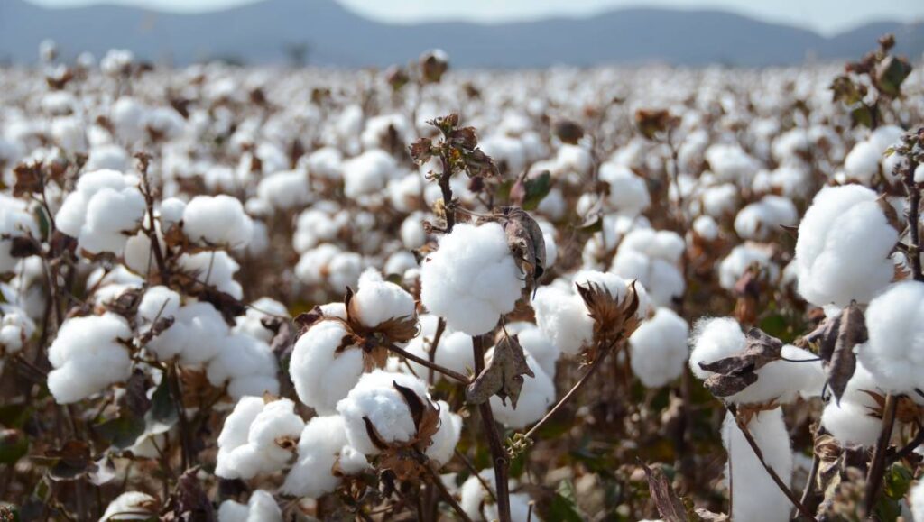 cotton-production-expands-by-20-zambian-business-times