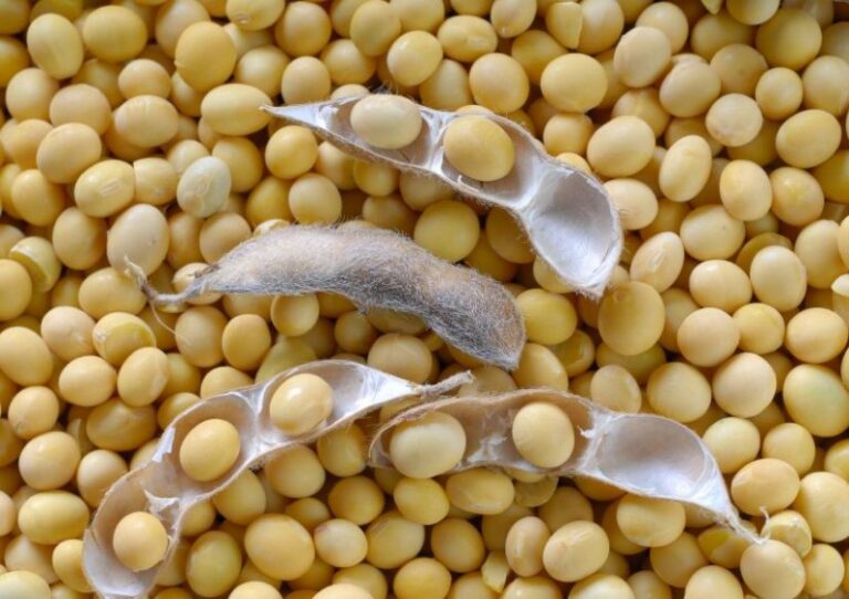 Soya beans prices to increase Zambian Business Times